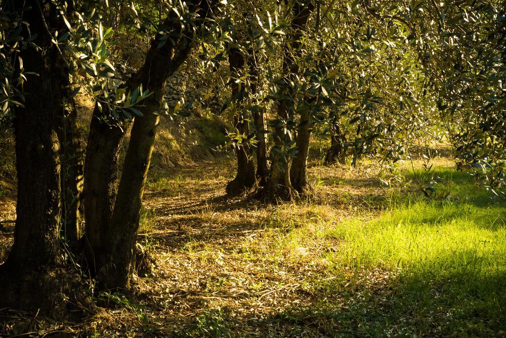 Podere Poggio Mendico Villa Arezzo Buitenkant foto